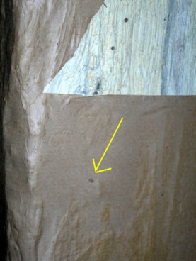 Detailaufnahme eines Fraßloches eines bunten Nagekäfers